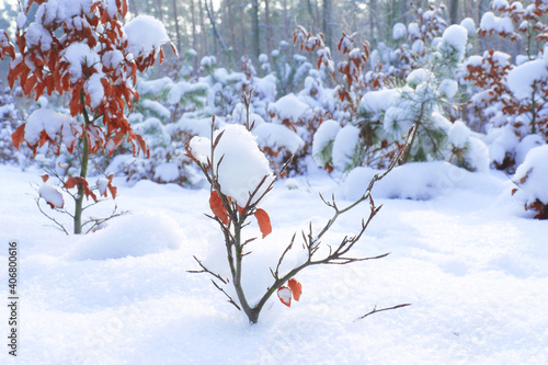 Loads of fresh, dry, pillowy snow in the woods