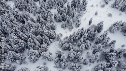 Snowed Forest Aerial View - Drone view of the Snowed Trees