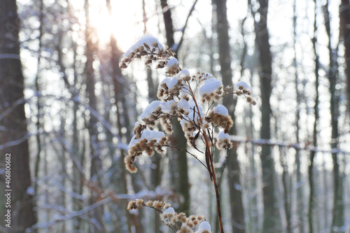 Goldenrod in the snow