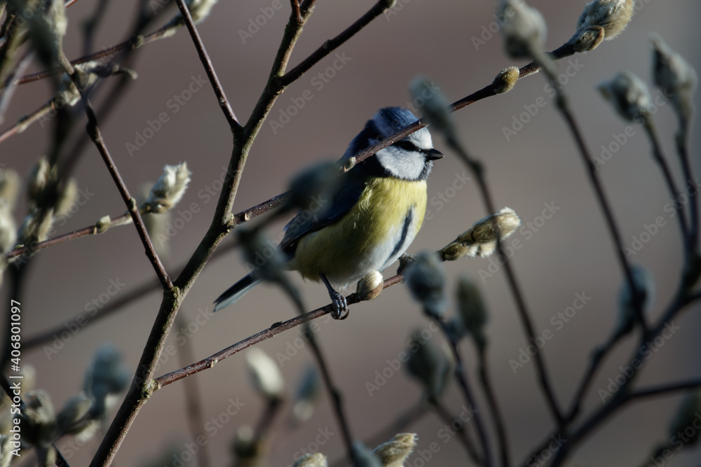 Fototapeta premium a blue tit on a branch