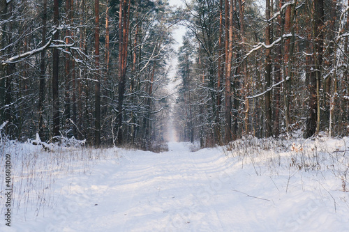Road in the woods covered in snow © Justyna