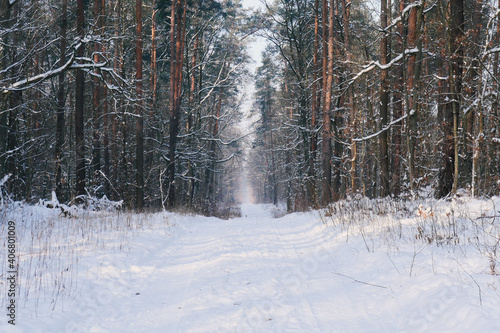 Road in the woods covered in snow