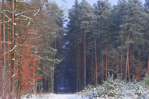 A view on a road in the woods, trees around are covered in snow