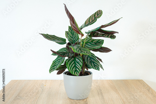 Calathea, also known as 'prayer plant' in a pot on a table. The leaves of this jungle plant open and close under the influence of light. photo