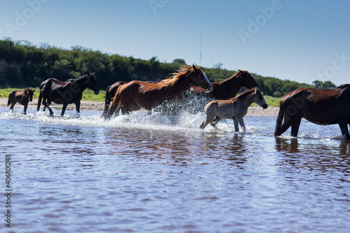 Horses crossing a river to go pasture in Córdoba, Argentina.
