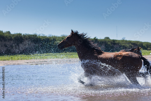 Horses crossing a river to go pasture in Córdoba, Argentina. © Mauro
