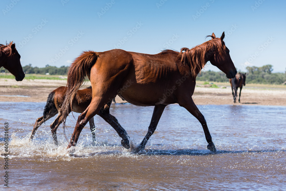 Horses crossing a river to go pasture in Córdoba, Argentina. Horses crossing a river to go pasture in Córdoba, Argentina.