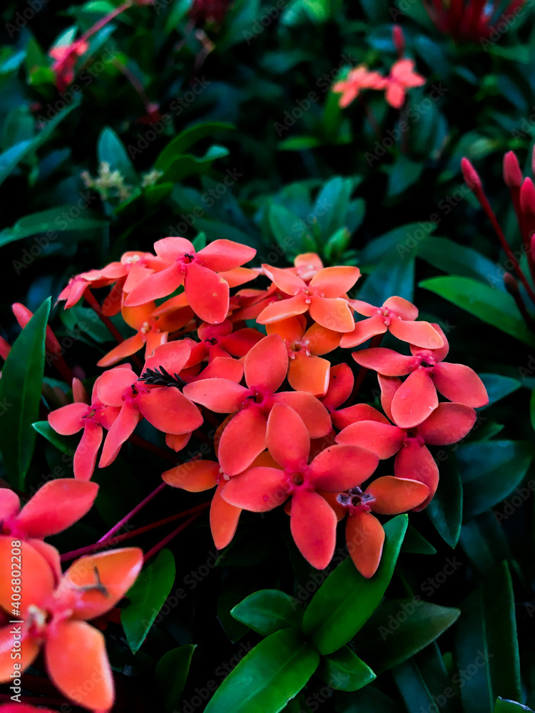 red and yellow flowers red and yellow flowers