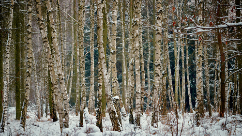 Fototapeta Naklejka Na Ścianę i Meble -  Śnieżne brzozy. Brzozy pokryte śniegiem. Las liściasty. Zimowy krajobraz.