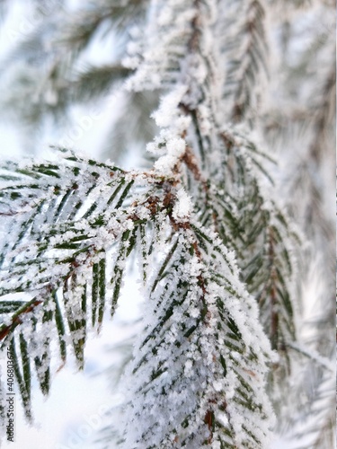 snow covered pine needles
