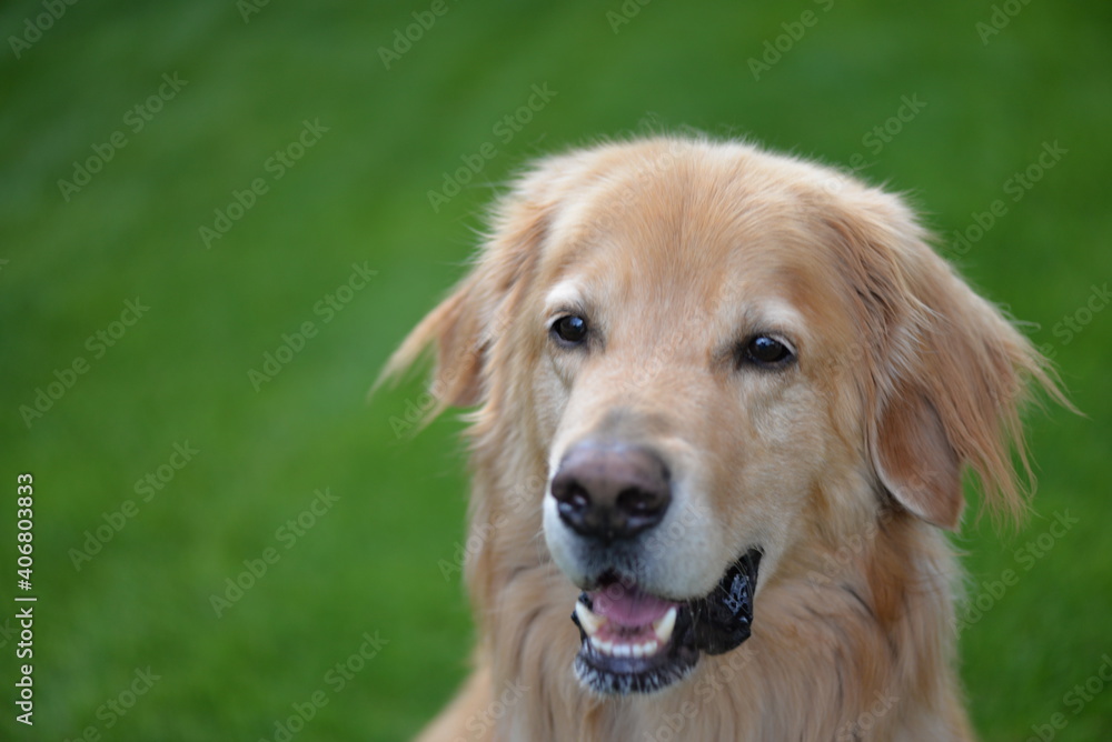 Golden Hovawart dog resting in the garden Golden Hovawart dog resting in the garden