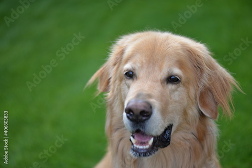 Golden Hovawart dog resting in the garden