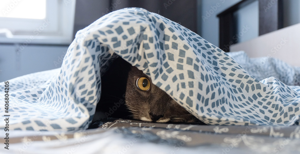 A grey cat hiding and peeking out from under the covers in a bed A grey cat hiding and peeking out from under the covers in a bed