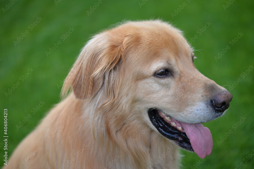 Golden Hovawart dog resting in the garden