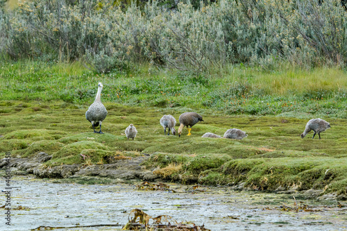 Family of Upland Geese (Chloephaga picta) on lake in Ushuaia area, Land of Fire (Tierra del Fuego), Argentina