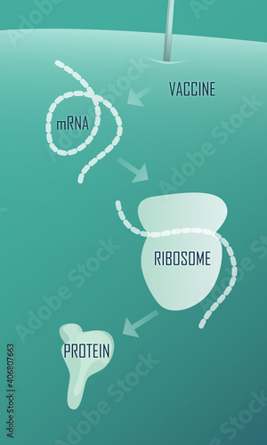 COVID-19 mRNA vaccine