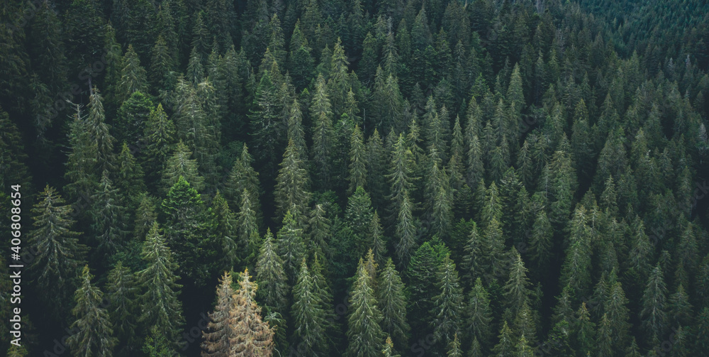 Panoramic view of evergreen pine wood - obrazy, fototapety, plakaty 