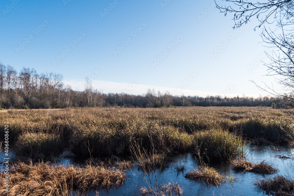 Sunshine on a fall colored marshland