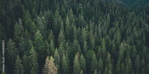 Panoramic view of evergreen pine wood