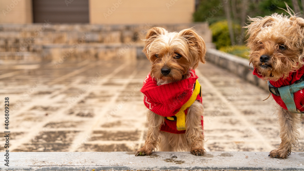 A mother and her son Yorkshire terrier, under observation, outdoors, in winter A mother and her son Yorkshire terrier, under observation, outdoors, in winter