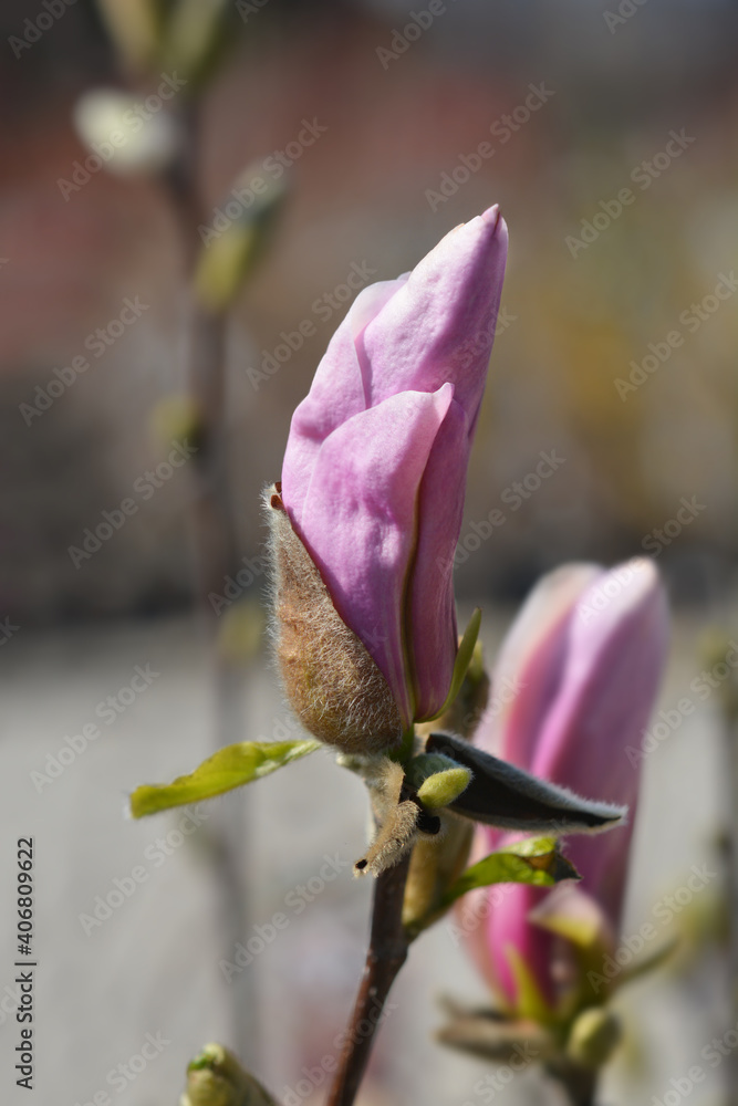 Fototapeta premium Magnolia George Henry Kern
