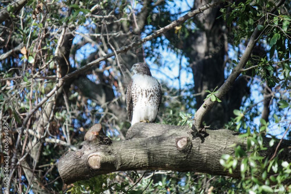 Fototapeta premium Hawk on the prowl in tall oak tree