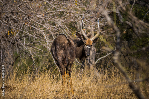 Beautiful male nyala antelope in Kruger National Park, South Africa