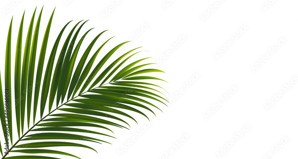 Fototapeta premium Coconut leaves on white background with clipping path for tropical leaf design element.vector illustration design