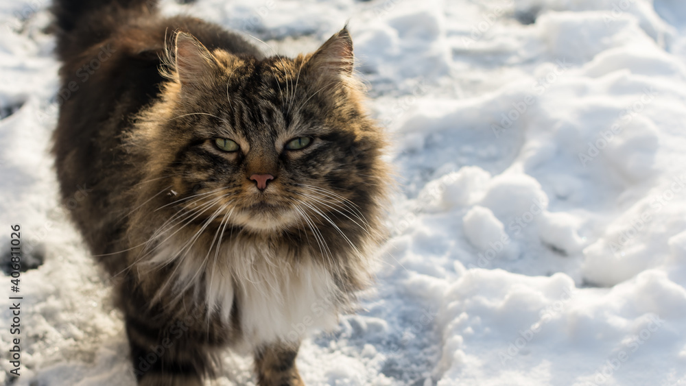 Portrait of a ginger cat sitting in the snow. Close-up, the muzzle of a beautiful fluffy cat. yellow eyes look to the side. domestic animals, outdoors in winter