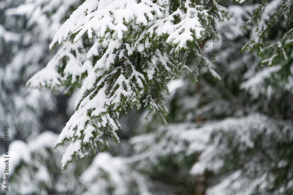 schneebedeckter Nadelbaum