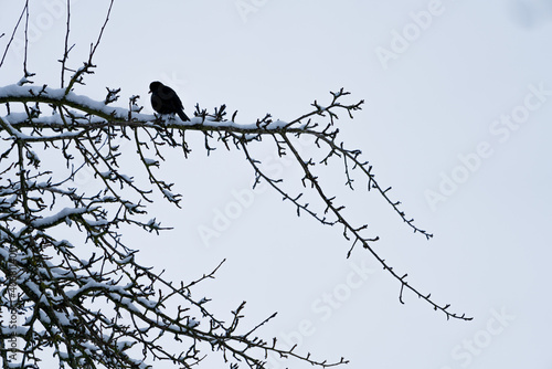 Amsel auf kahlen Baum im Winter