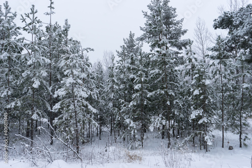 Beautiful winter panorama. Pine trees covered with snow on frosty evening.