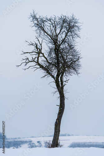 Kahler Baum im Winter bei Scharten in Oberösterreich photo