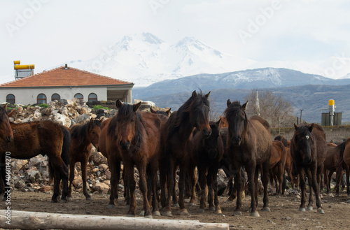 herd of horses