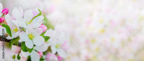 Apple tree flowers on a light background, spring background, banner, panorama