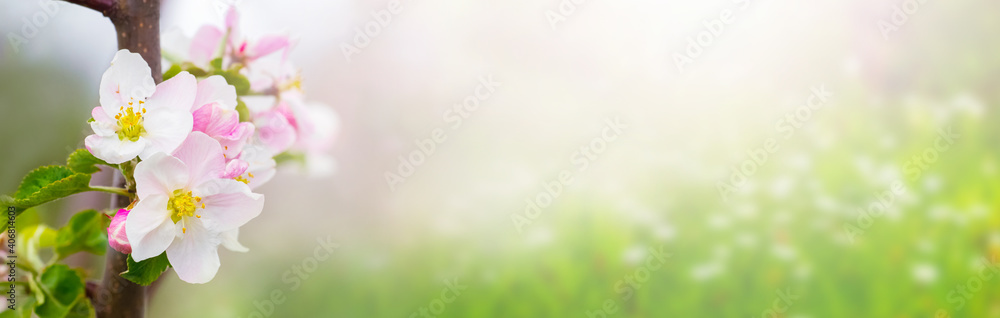 Apple tree flowers on a background of green meadow in the sun, spring banner, panorama Apple tree flowers on a background of green meadow in the sun, spring banner, panorama