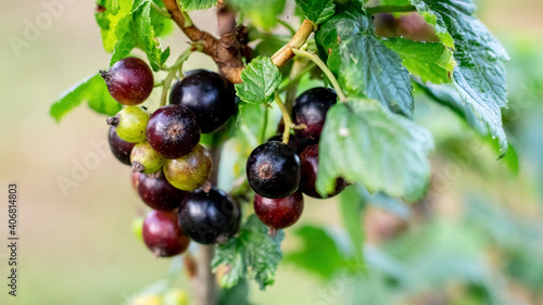 Black currant berries on the bush during ripening