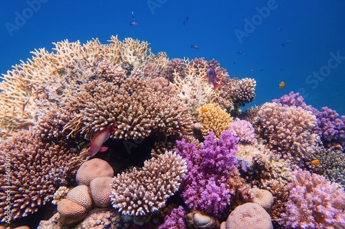 Fototapeta Naklejka Na Ścianę i Meble -  Beautiful colorful healthy coral reef with diversity of hard corals