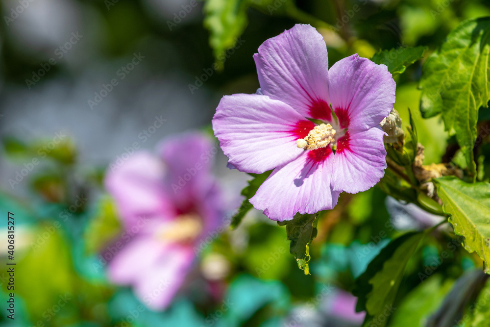 Pink hibiscus flowers in the flower garden in sunny weather Pink hibiscus flowers in the flower garden in sunny weather