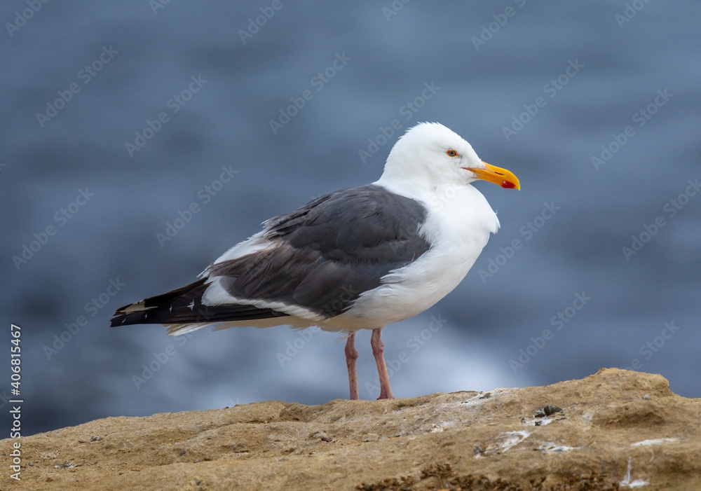 Western Gull