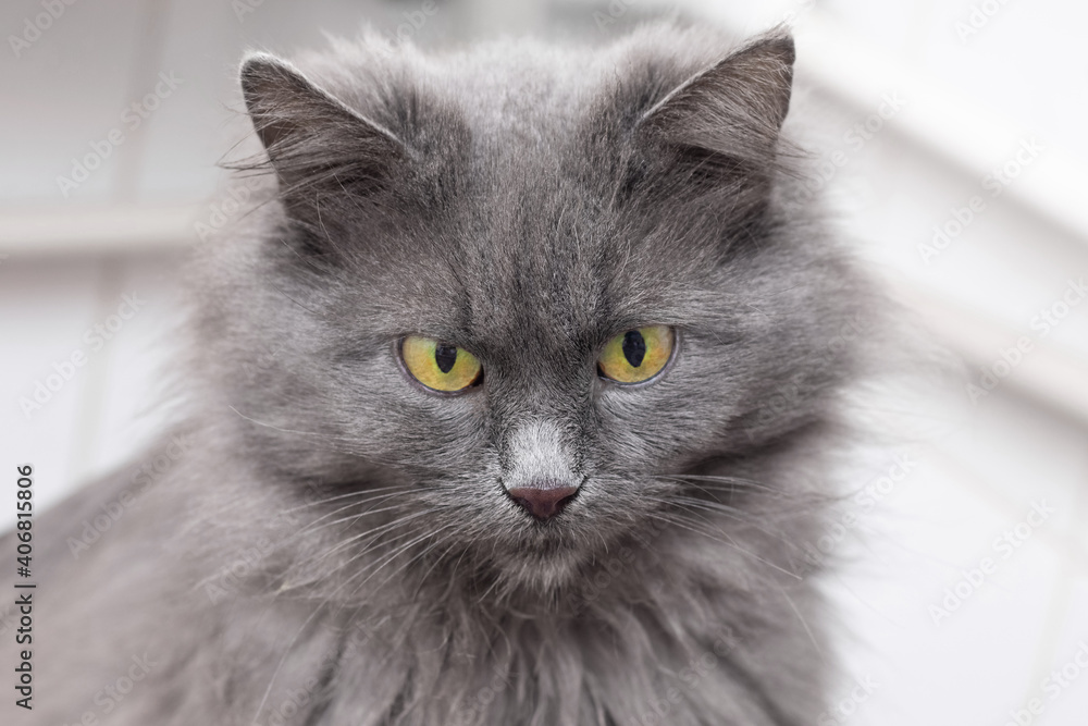 Gray fluffy cat with yellow eyes close up