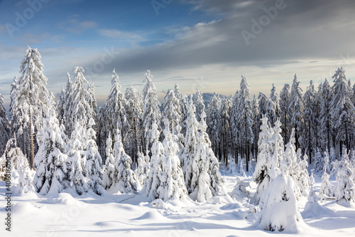 View towards the Altkoenig from the Feldberg plateau in winter photo