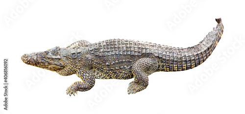 Cuban crocodile Crocodylus Rhombifer isolated on white background