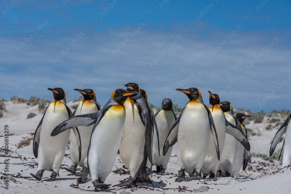 Fototapeta premium The king penguin (Aptenodytes patagonicus)