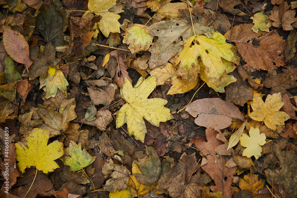 green yellow and brown autumn leaves lie on the ground top view green yellow and brown autumn leaves lie on the ground top view