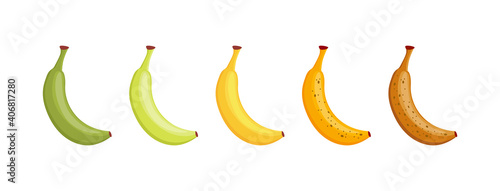 Banana ripeness scale. Stages of fruit ripening, isolated set