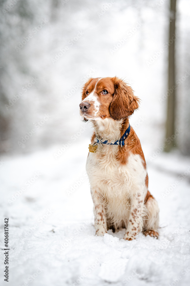 Adorable welsh springer spaniel dog breed in snowy forest in winter.