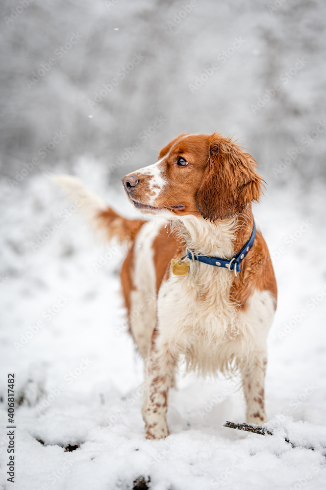 Adorable welsh springer spaniel dog breed in snowy forest in winter.