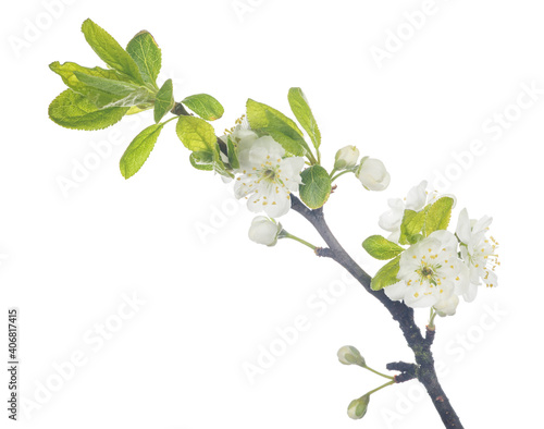 plum tree branch with flowers isolated on white