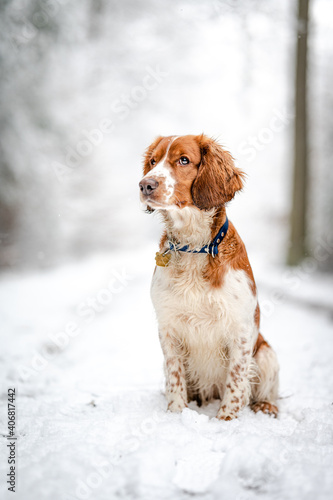 Adorable welsh springer spaniel dog breed in snowy forest in winter. © Eliška